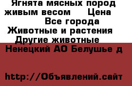 Ягнята мясных пород живым весом.  › Цена ­ 125 - Все города Животные и растения » Другие животные   . Ненецкий АО,Белушье д.